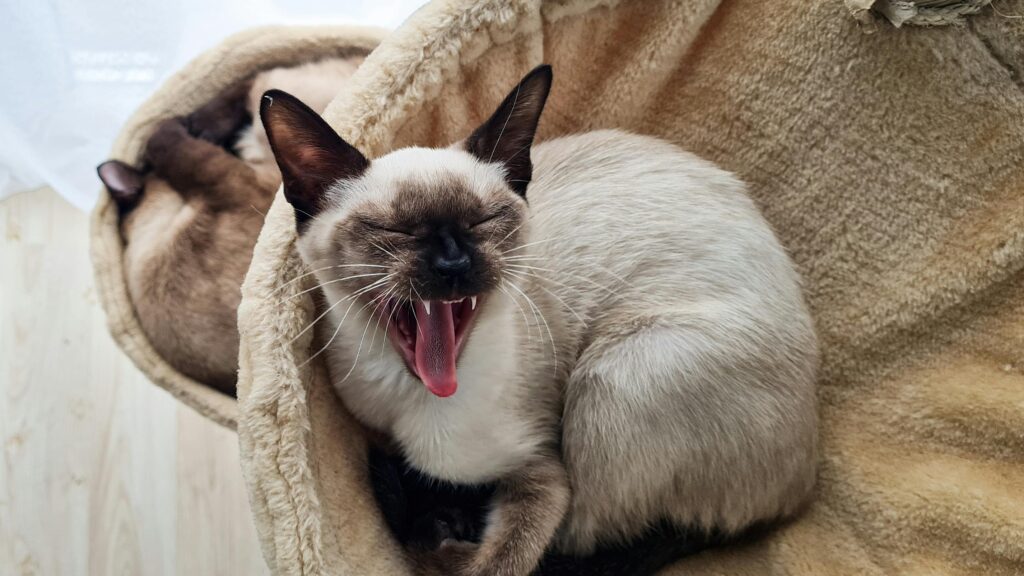 pexels photo 13473569 13473569 Cat Trivia Questions