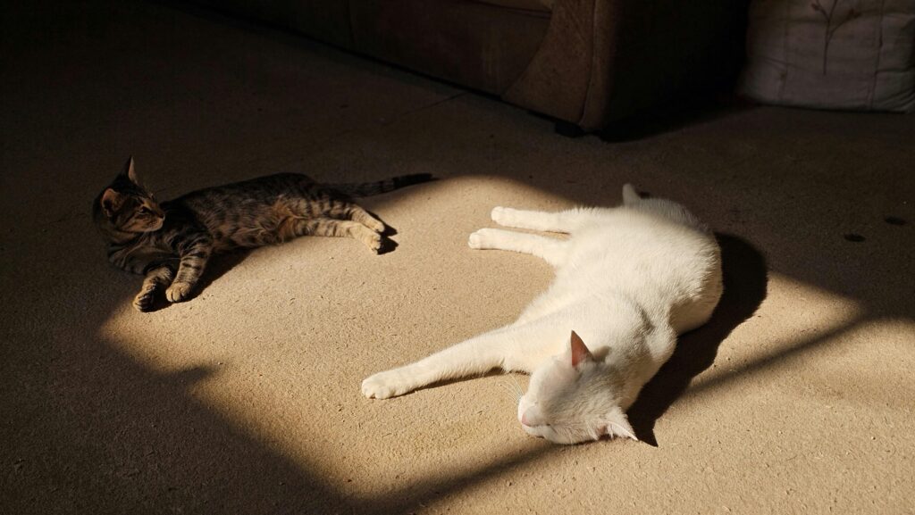 pexels photo 29953563 29953563 Cat Trivia Questions